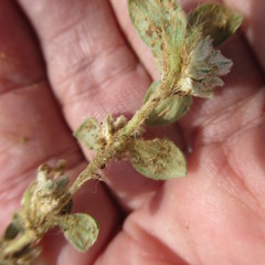 Gossypianthus lanuginosus