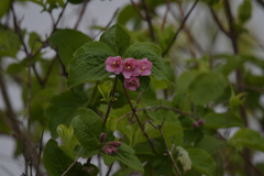 Weigela praecox