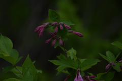 Weigela praecox