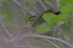 Phylloscopus coronatus