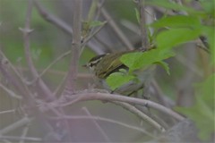 Phylloscopus coronatus