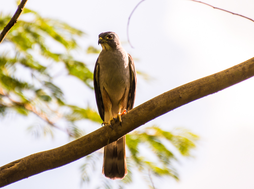 Rufous-thighed Kite (Harpagus diodon) photo