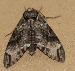 Psilogramma menephron