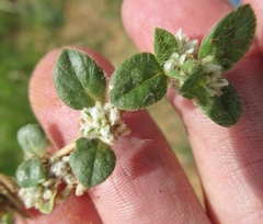 Gossypianthus lanuginosus