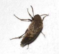 Ripiphoridae