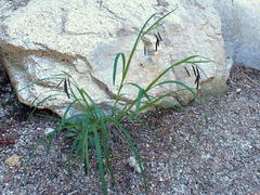Carex macrochaeta
