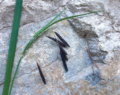 Carex macrochaeta