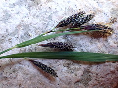 Carex macrochaeta