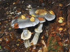 Cortinarius metallicus