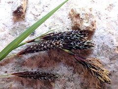 Carex macrochaeta