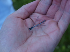 Coenagrion ornatum