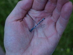 Coenagrion ornatum