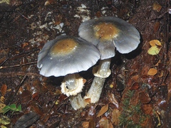 Cortinarius metallicus