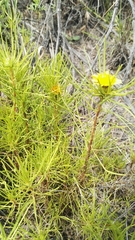 Geigeria burkei