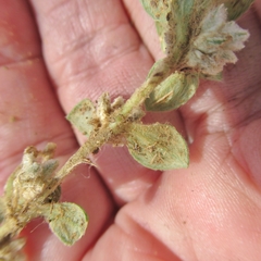 Gossypianthus lanuginosus