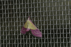 Choristostigma perpulchralis