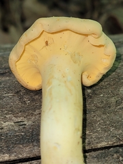 Cantharellus lateritius