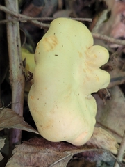 Cantharellus lateritius