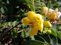 Senna sophera