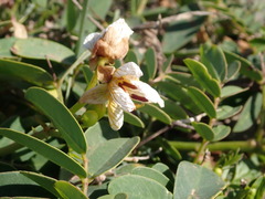 Senna sophera