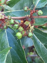 Colubrina arborescens