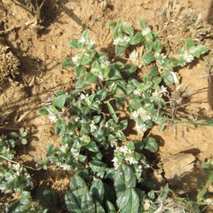 Gossypianthus lanuginosus
