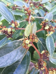 Colubrina arborescens