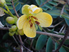 Senna sophera