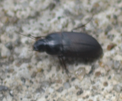 Anisodactylus rusticus
