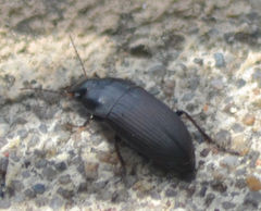 Anisodactylus rusticus