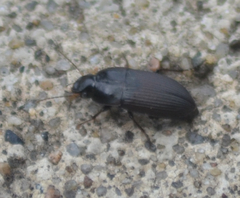 Anisodactylus rusticus