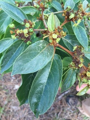 Colubrina arborescens