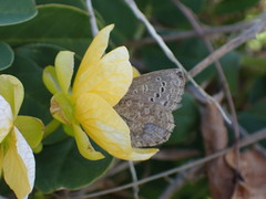Senna sophera