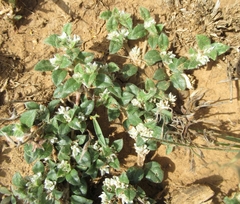 Gossypianthus lanuginosus