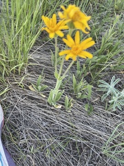Arnica angustifolia