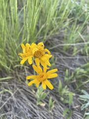 Arnica angustifolia