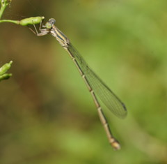 Rhadinosticta simplex