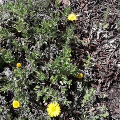 Heterotheca mucronata