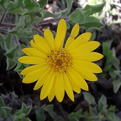 Heterotheca mucronata