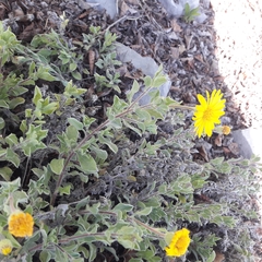 Heterotheca mucronata