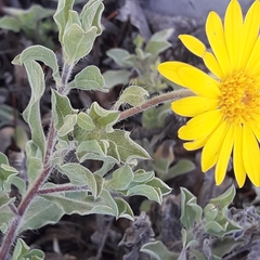 Heterotheca mucronata