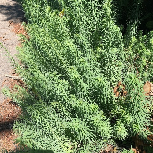 Paprastoji linažolė nuotrauka