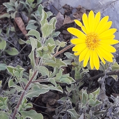 Heterotheca mucronata