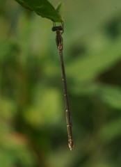Rhadinosticta simplex