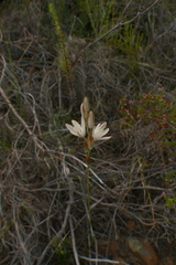 Ornithogalum juncifolium