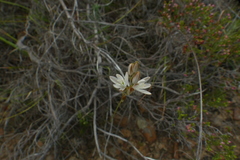 Ornithogalum juncifolium
