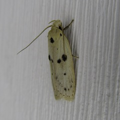 Scythropiodes issikii