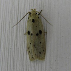 Scythropiodes issikii