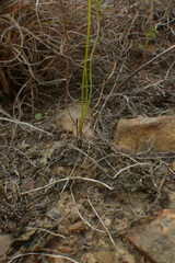 Ornithogalum juncifolium