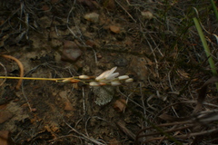 Ornithogalum juncifolium